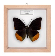 Motyl w gablotce Charaxes protoclea