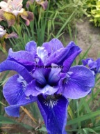 IRYS EGO kosaciec o niebieskich kwiatach SADZONKI na rabate, słońce