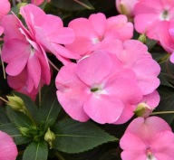 Niecierpek SŁONECZNY Sunpatiens Vigorous Pretty Pink