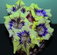 Skrętnik - KT Amber Room - sadzonka