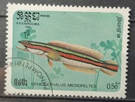 Ryby (kas) - luzak - do uzupełnień 13/7