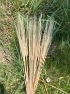 Jęczmień naturalny suszony zboże susz kwiaty kompozycje