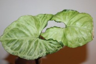 Syngonium Hungarian White - sadzonka