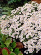 zakwita jesienią do 50 cm wysokości ASTER NISKI BIAŁY miododajny Sadzonki