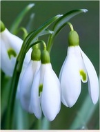 Przebiśnieg pospolity biały śnieżyczka 100 sztu zwiastun wiosny babci kwiat