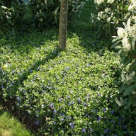 Barwinek pospolity sadzonki 120 sztuk (Vinca minor) zimozielony na obwódki