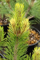 ZŁOTA WIOSNA, NOWA ODM. Z AMERYKI Sosna bośniacka 'Kaleidoscope'