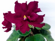 FIOŁEK AFRYKAŃSKI ### EK BOY BYKOW ### 1LIŚĆ