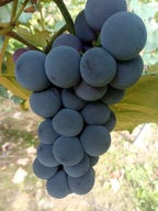 WINOROŚL Sadzonki winogron-ISABALLA -wyśmienita odmiana deserowa -30C