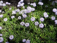 Kulnik - Globularia nudicaulis