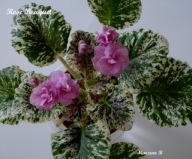 Fiołek afrykański @cięty liść @ Rose Boquet @ standard