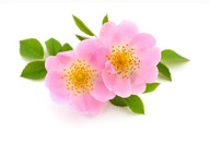 DZIKA RÓŻA W POJEMNIKU 20 CM NA NALEWKI NA DZEMY NA LEKARSTWA WITAMINY