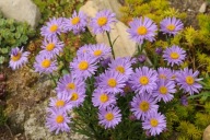 Aster alpejski - Aster alpinus