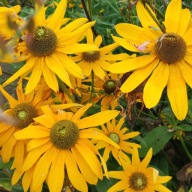 Rudbekia SmileyZ (Sunbeckia Ophelia) - 200 nasion