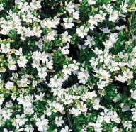 Cuphea hyssopifolia White Kufea biała KWITNĄCY MIRT