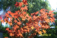 Klon japoński czerwony palmowy Xing pienny inny