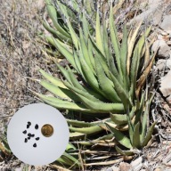 Agave lechuguilla –23°C – agawa pustynna | 10 NASION + instrukcja wysiewu