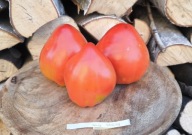 Pomidor Serce Stolicy nasiona kolekcjonerskie