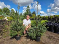 Świerk serbski wys. 135-140cm