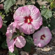 Hibiskus bagienny SUMMERIFIC 'Spinderella'-pojemnik 3l.