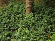 RUNIANKA JAPOŃSKA PACHYSANDRA TERMINALIS P9