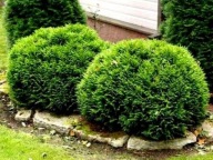 Tuja Danica KULA 25cm karłowa