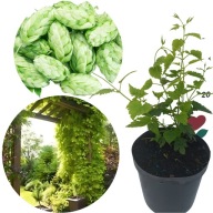 Chmiel na Żywopłot Duża Sadzonka C2 Humulus Lupulus Szybko Rośnie!