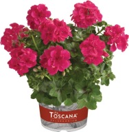 Pelargonia Peltatum Sunflair Josina Hot Pink ZWISAJĄCA PEŁNA