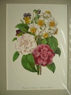 kamelie narcyze i bratki, oryg. 1906