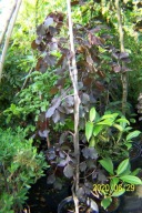 Buk purprea pendula czerwony pienny 12 letni szczepiony inny