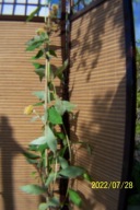 Budleja wąska kolumnowa szczepiona żółta inna