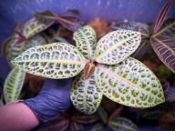 Labisia Beccari Turtle Back Roślina Terrarium Unikat ArkOfPlants