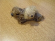 FRETKA DOMOWA ? FOKA MINIATURKA NATURALNA SKÓRA