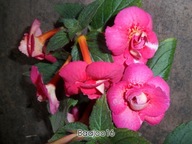 Achimenes Serge's Fantasy - kłącze