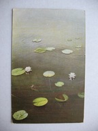 ZAGINIONY ŚWIAT STAW BIAŁE LILIE WODNE przedwojenna POCZTÓWKA