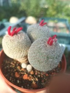 Kaktus Epithelantha micromeris duża z ziemią i doniczką +gratisy +ogrzewacz