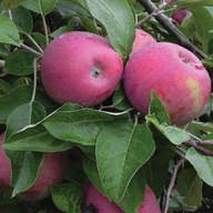 Jabłoń CORTLAND soczysta i aromatyczna odmiana