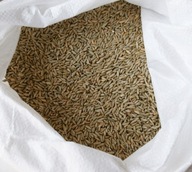 Żyto Ekologiczne 10 kg ziarno na poplon