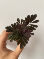 Solanum uleanum fioletowe pnącze do paludarium