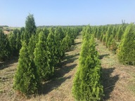 Tuja/thuja Szmaragd wysokość 140-170 cm