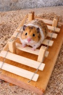 Mostek dla chomika gryzonia świnki morskiej myszy masywny mocny naturalny