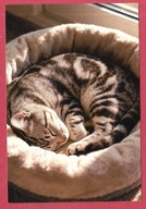 Kot kotek koty rasa harce kot w życiu człowieka pocztówka