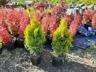 Tuje tuja szmaragd Janed Gold Aurea Nana Europa Tiger Gold Salland