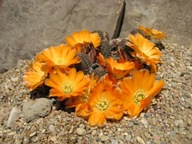 Kaktus ,Rebutia, Mediolobivia pygmaea v. minor WR630