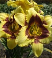 Liliowiec El Desperado ,Duże sadzonki.