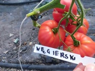 Pomidor WĘGIERSKI czerwona dawna odmiana nasiona kolekcjonerskie