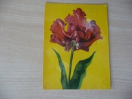 ABC Halina Frąckowiak - Napisz proszę