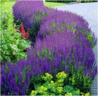 Szałwia lekarska sadzonki 20 sztuk z gołym korzeniem wieloletnia miododajna