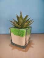 Kaktus ozdoba w szklanej doniczce