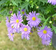 Brachyscome Brasco Violet Czubatka KWIATY NA SŁONECZNE MIEJSCA